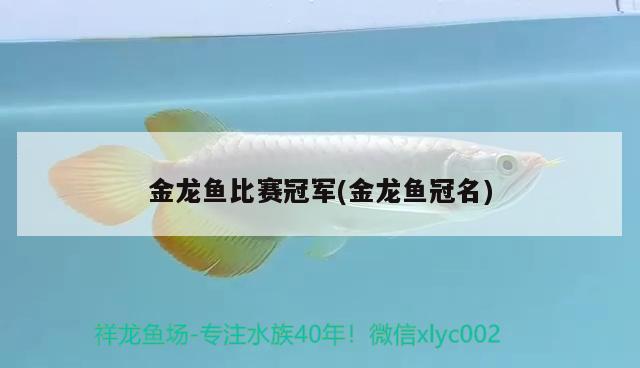 金龙鱼比赛冠军(金龙鱼冠名) 2024第28届中国国际宠物水族展览会CIPS（长城宠物展2024 CIPS）