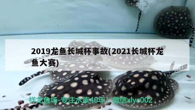 2019龙鱼长城杯事故(2021长城杯龙鱼大赛) 2024第28届中国国际宠物水族展览会CIPS（长城宠物展2024 CIPS）