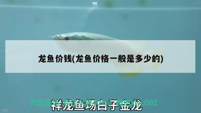 龙鱼价钱(龙鱼价格一般是多少的) 2024第28届中国国际宠物水族展览会CIPS（长城宠物展2024 CIPS）