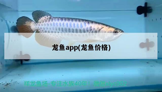 龙鱼app(龙鱼价格) 2024第28届中国国际宠物水族展览会CIPS（长城宠物展2024 CIPS）