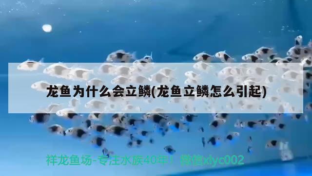 龙鱼为什么会立鳞(龙鱼立鳞怎么引起) 2024第28届中国国际宠物水族展览会CIPS（长城宠物展2024 CIPS）