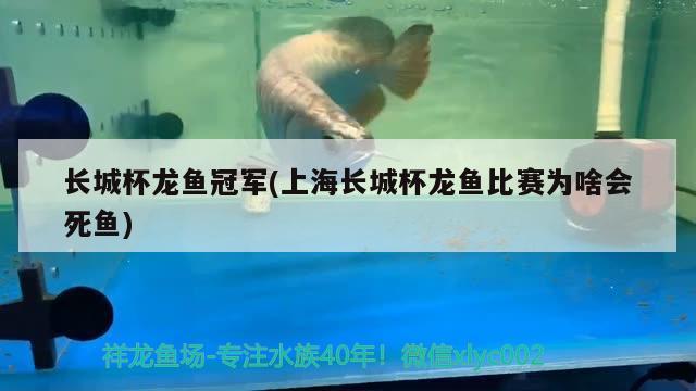 长城杯龙鱼冠军(上海长城杯龙鱼比赛为啥会死鱼)