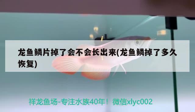 龙鱼鳞片掉了会不会长出来(龙鱼鳞掉了多久恢复) 2024第28届中国国际宠物水族展览会CIPS（长城宠物展2024 CIPS）