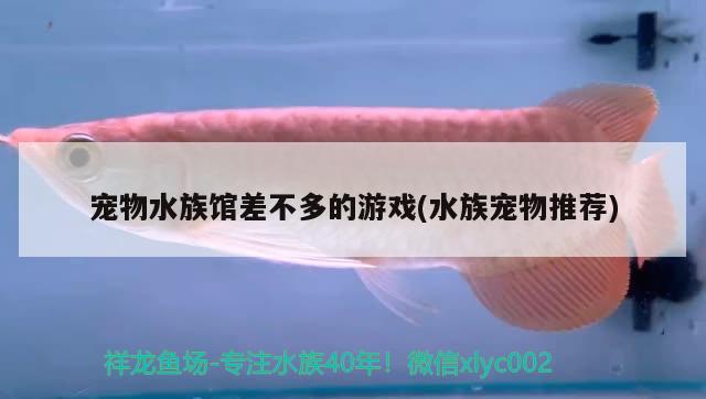 宠物水族馆差不多的游戏(水族宠物推荐)