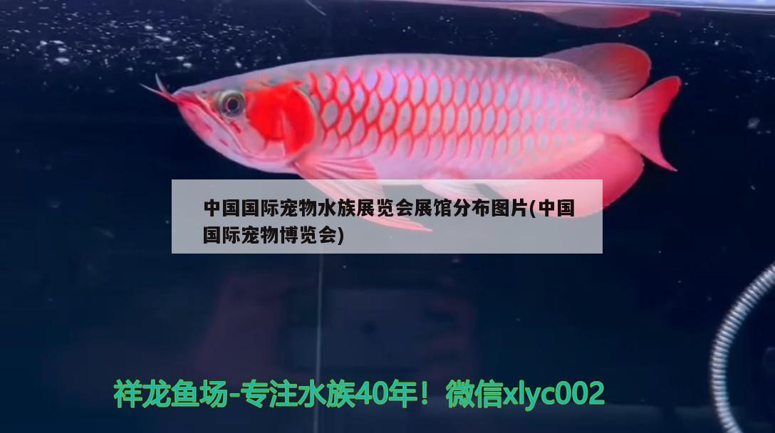 中国国际宠物水族展览会展馆分布图片(中国国际宠物博览会)