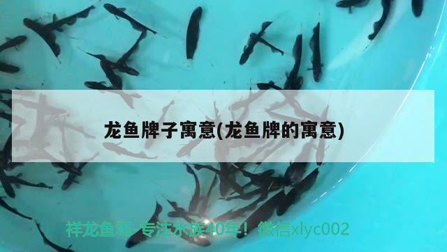 龙鱼牌子寓意(龙鱼牌的寓意) 2024第28届中国国际宠物水族展览会CIPS（长城宠物展2024 CIPS）