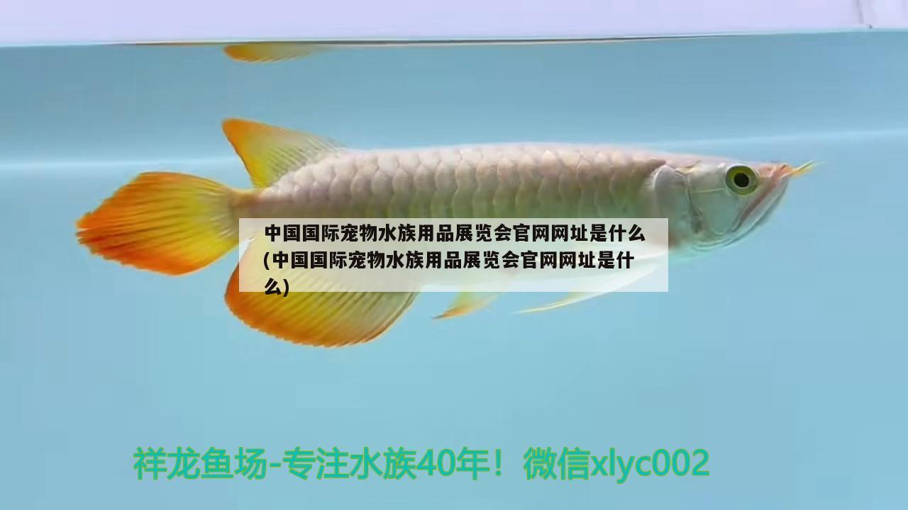 中国国际宠物水族用品展览会官网网址是什么(中国国际宠物水族用品展览会官网网址是什么) 水族用品