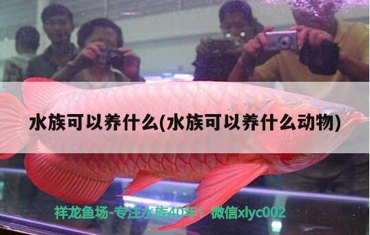 水族可以养什么(水族可以养什么动物)