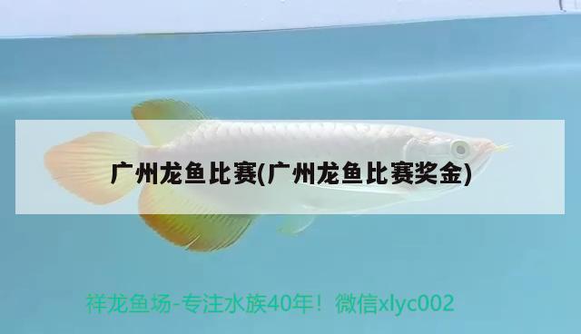 广州龙鱼比赛(广州龙鱼比赛奖金) 2024第28届中国国际宠物水族展览会CIPS（长城宠物展2024 CIPS）