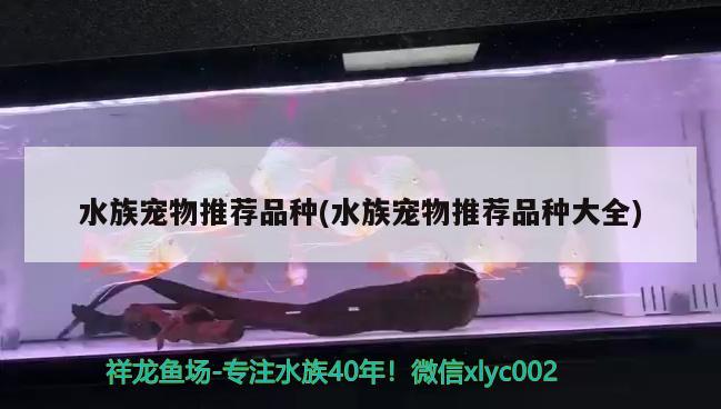 水族宠物推荐品种(水族宠物推荐品种大全) 2024第28届中国国际宠物水族展览会CIPS（长城宠物展2024 CIPS）