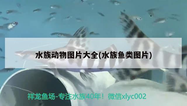 水族动物图片大全(水族鱼类图片)