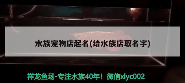 水族宠物店起名(给水族店取名字) 2024第28届中国国际宠物水族展览会CIPS（长城宠物展2024 CIPS）