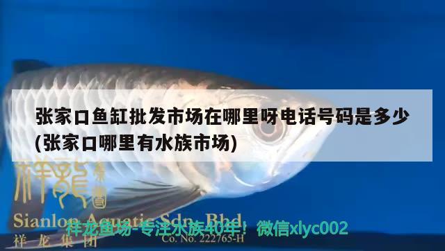 张家口鱼缸批发市场在哪里呀电话号码是多少(张家口哪里有水族市场) 南美异型鱼