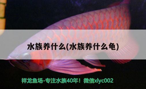 水族养什么(水族养什么龟)