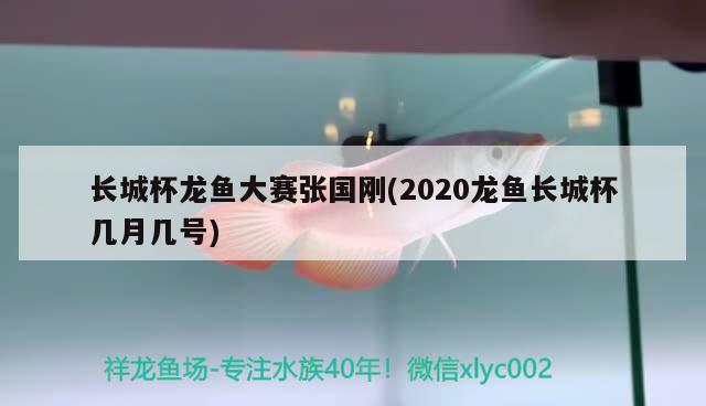 长城杯龙鱼大赛张国刚(2020龙鱼长城杯几月几号)