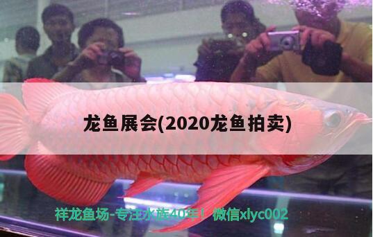 龙鱼展会(2020龙鱼拍卖) 2024第28届中国国际宠物水族展览会CIPS（长城宠物展2024 CIPS）