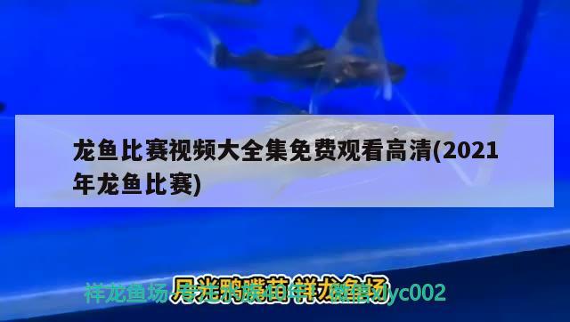 龙鱼比赛视频大全集免费观看高清(2021年龙鱼比赛) 2024第28届中国国际宠物水族展览会CIPS（长城宠物展2024 CIPS）