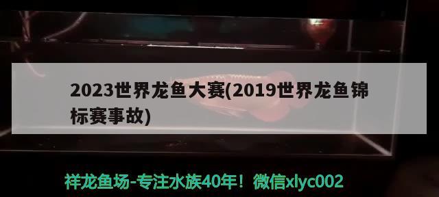 2023世界龙鱼大赛(2019世界龙鱼锦标赛事故)