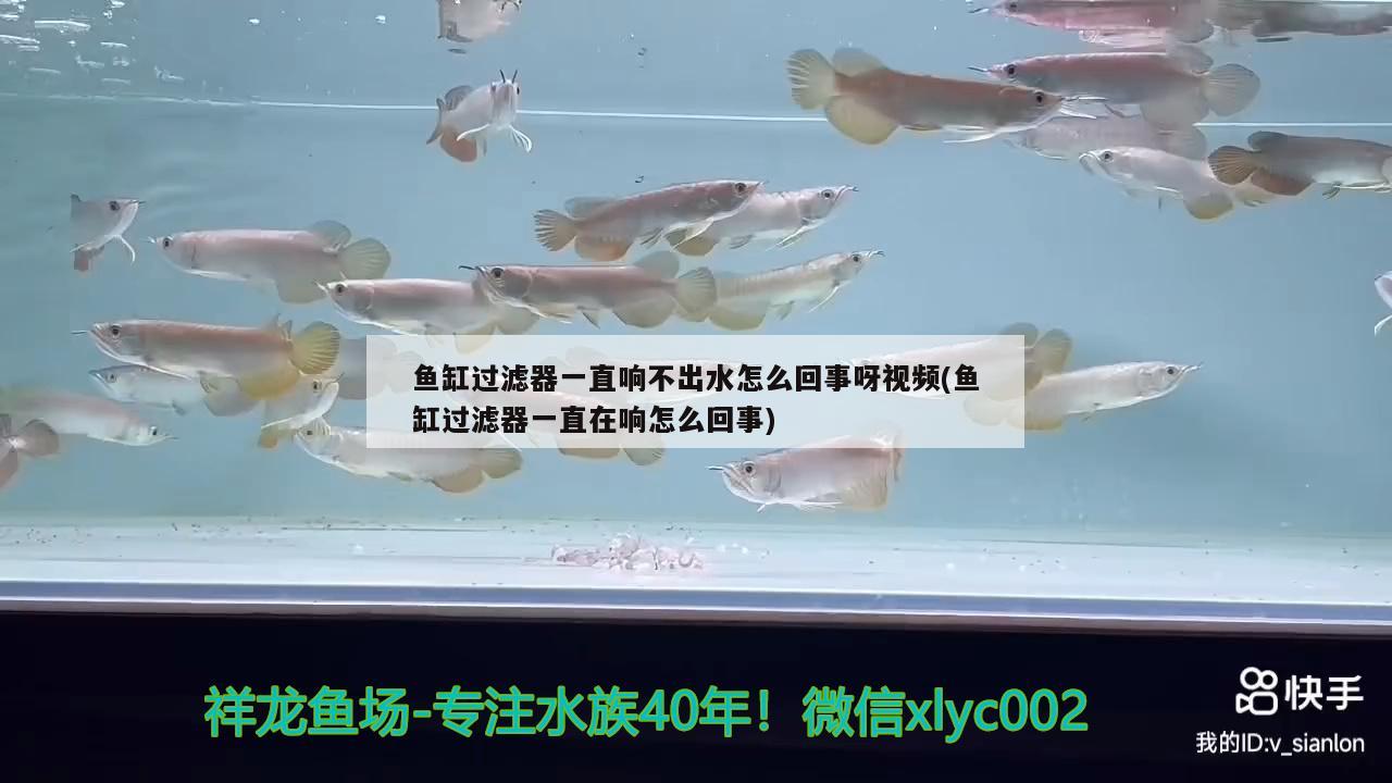 鱼缸过滤器一直响不出水怎么回事呀视频(鱼缸过滤器一直在响怎么回事) 白子黑帝王魟鱼