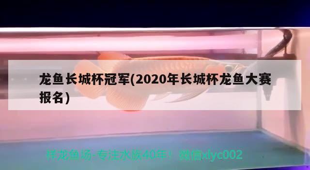 龙鱼长城杯冠军(2020年长城杯龙鱼大赛报名)