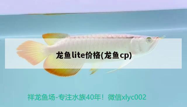 龙鱼lite价格(龙鱼cp) 2024第28届中国国际宠物水族展览会CIPS（长城宠物展2024 CIPS）