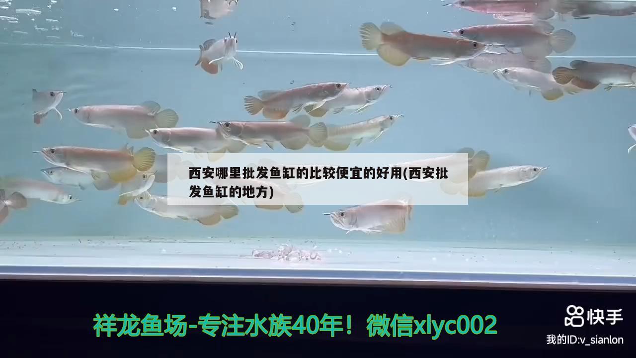 西安哪里批发鱼缸的比较便宜的好用(西安批发鱼缸的地方) 粗线银版鱼苗