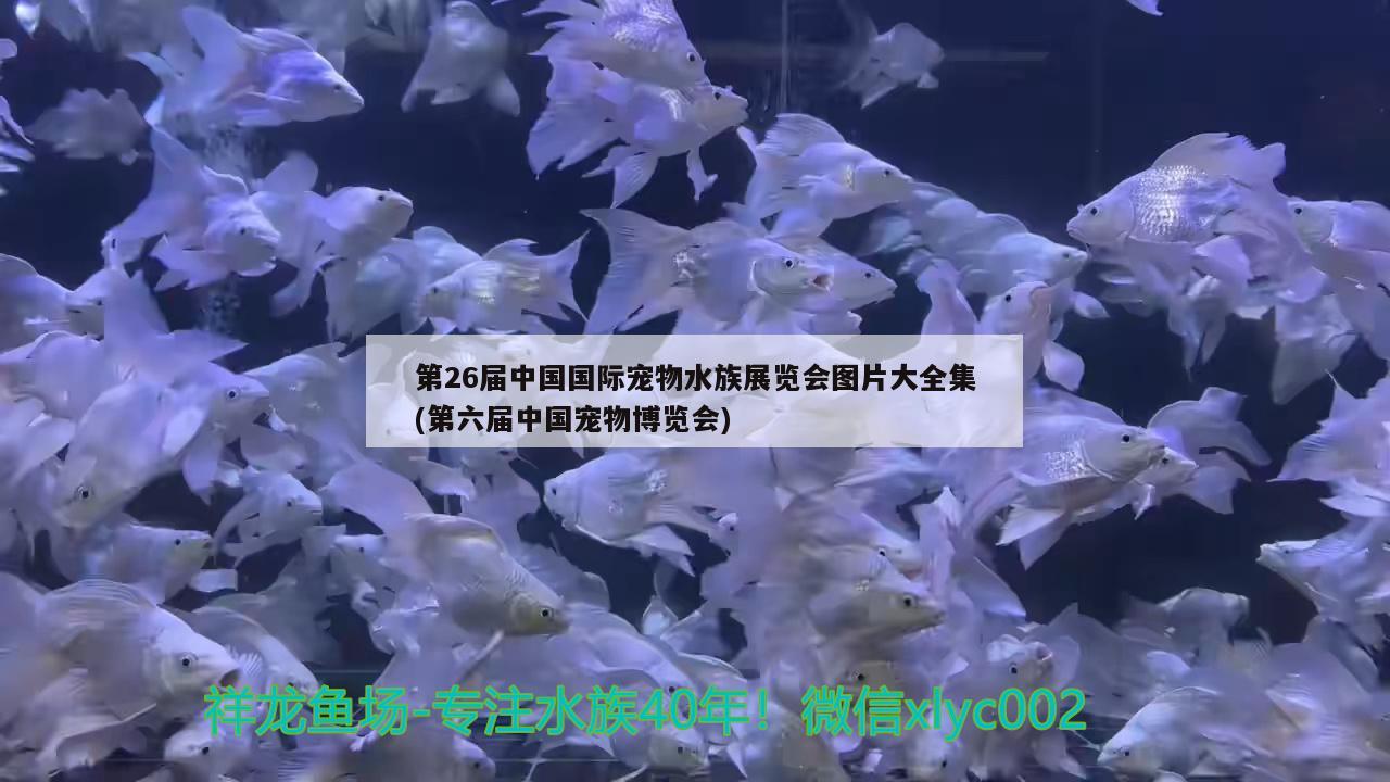 第26届中国国际宠物水族展览会图片大全集(第六届中国宠物博览会)