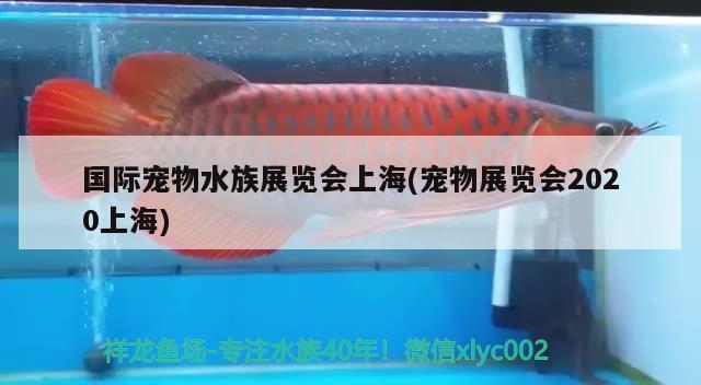 国际宠物水族展览会上海(宠物展览会2020上海)