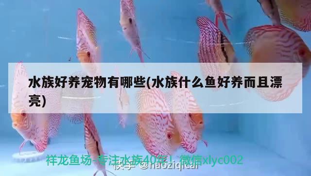 水族好养宠物有哪些(水族什么鱼好养而且漂亮) 2024第28届中国国际宠物水族展览会CIPS（长城宠物展2024 CIPS）