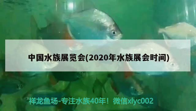 中国水族展览会(2020年水族展会时间)