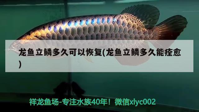 龙鱼立鳞多久可以恢复(龙鱼立鳞多久能痊愈) 2024第28届中国国际宠物水族展览会CIPS（长城宠物展2024 CIPS）