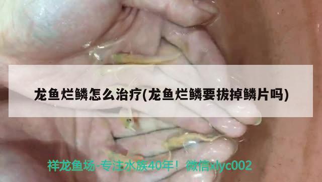 龙鱼烂鳞怎么治疗(龙鱼烂鳞要拔掉鳞片吗)