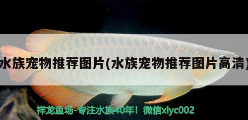 水族宠物推荐图片(水族宠物推荐图片高清) 2024第28届中国国际宠物水族展览会CIPS（长城宠物展2024 CIPS） 第2张