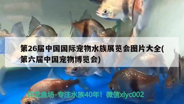 第26届中国国际宠物水族展览会图片大全(第六届中国宠物博览会) 水族展会