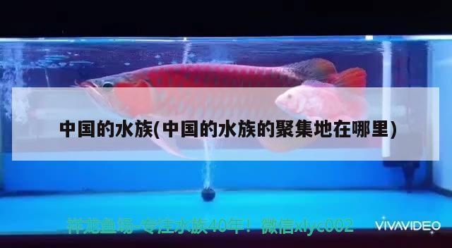 中国的水族(中国的水族的聚集地在哪里)