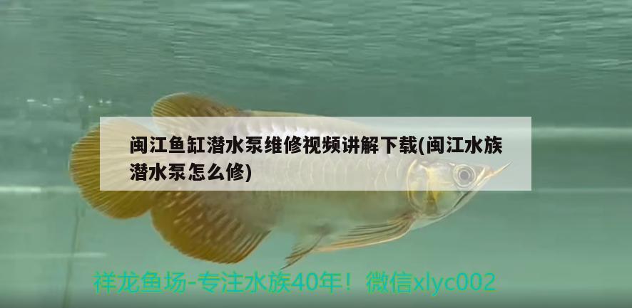 闽江鱼缸潜水泵维修视频讲解下载(闽江水族潜水泵怎么修)