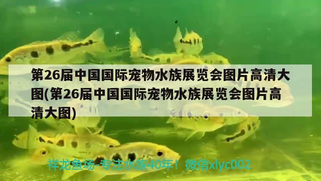 第26届中国国际宠物水族展览会图片高清大图(第26届中国国际宠物水族展览会图片高清大图)