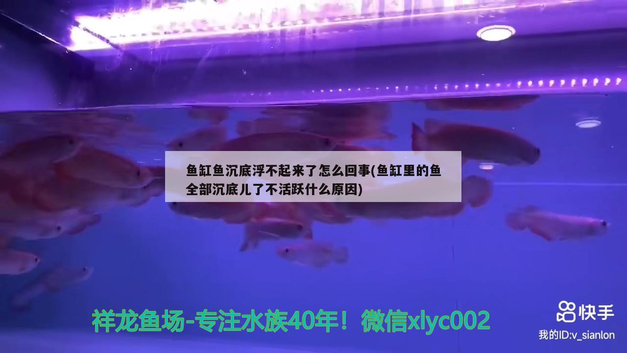 鱼缸鱼沉底浮不起来了怎么回事(鱼缸里的鱼全部沉底儿了不活跃什么原因)