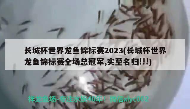 长城杯世界龙鱼锦标赛2023(长城杯世界龙鱼锦标赛全场总冠军,实至名归!!!)