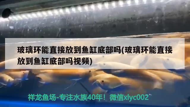 玻璃环能直接放到鱼缸底部吗(玻璃环能直接放到鱼缸底部吗视频) 广州观赏鱼鱼苗批发市场