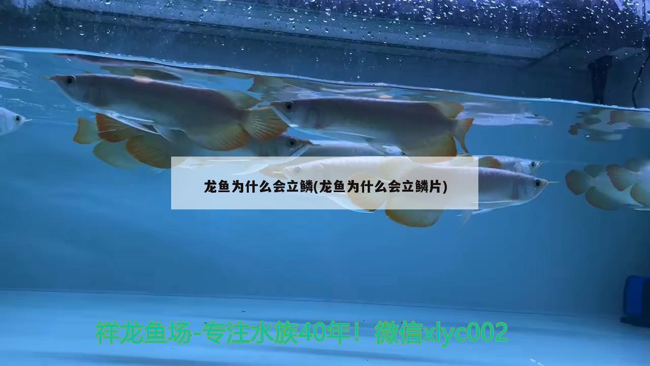 龙鱼为什么会立鳞(龙鱼为什么会立鳞片) 2024第28届中国国际宠物水族展览会CIPS（长城宠物展2024 CIPS）