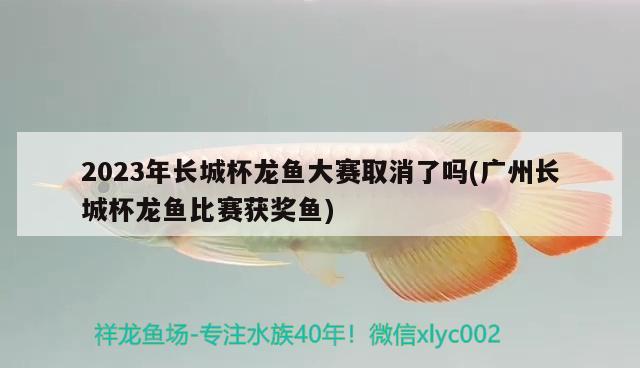 2023年长城杯龙鱼大赛取消了吗(广州长城杯龙鱼比赛获奖鱼)