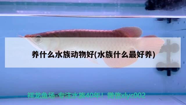 养什么水族动物好(水族什么最好养)