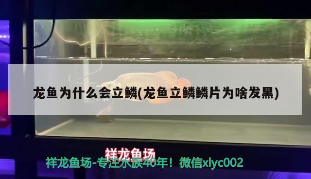 龙鱼为什么会立鳞(龙鱼立鳞鳞片为啥发黑) 2024第28届中国国际宠物水族展览会CIPS（长城宠物展2024 CIPS）