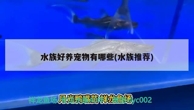 水族好养宠物有哪些(水族推荐) 2024第28届中国国际宠物水族展览会CIPS（长城宠物展2024 CIPS）