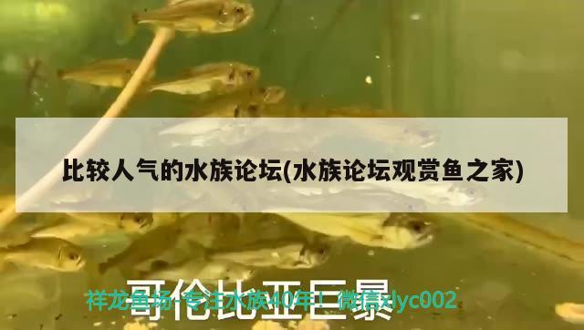 比较人气的水族论坛(水族论坛观赏鱼之家)