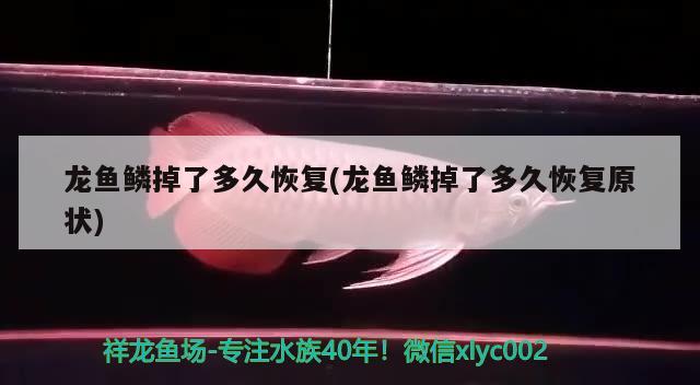 龙鱼鳞掉了多久恢复(龙鱼鳞掉了多久恢复原状) 2024第28届中国国际宠物水族展览会CIPS（长城宠物展2024 CIPS）