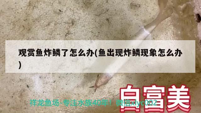 观赏鱼炸鳞了怎么办(鱼出现炸鳞现象怎么办) 广州水族器材滤材批发市场