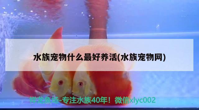 水族宠物什么最好养活(水族宠物网)