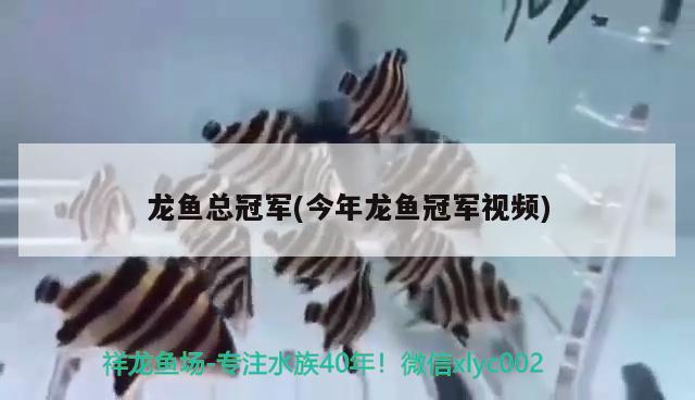 龙鱼总冠军(今年龙鱼冠军视频) 2024第28届中国国际宠物水族展览会CIPS（长城宠物展2024 CIPS）